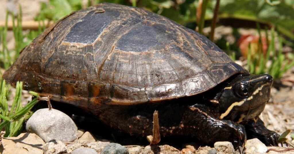 Tipi di tartarughe di stagno - Tartaruga muschiata comune
