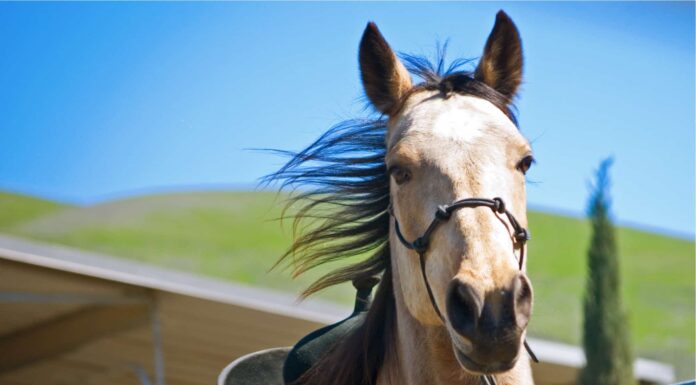 Tennessee Walking Horse
