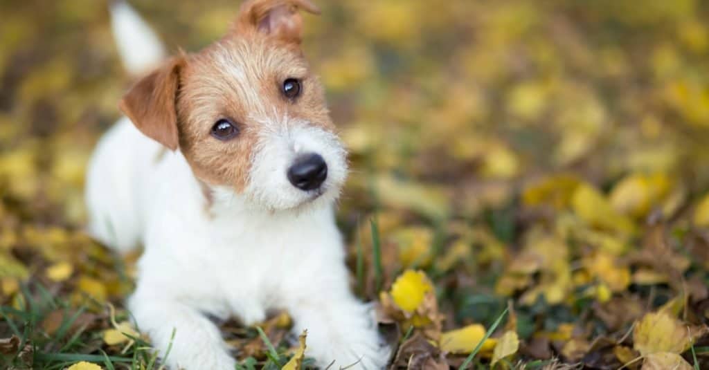 Carino felice Jack Russell Terrier cucciolo di cane sdraiato nell'erba