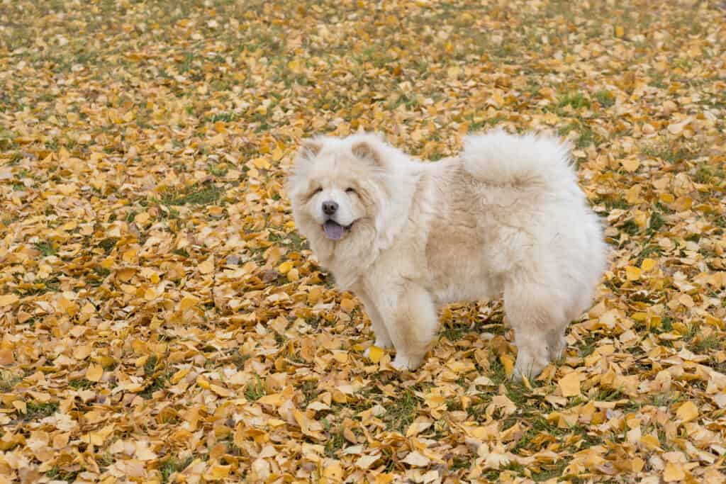 Chow chow è in piedi su un fogliame giallo nel parco autunnale.