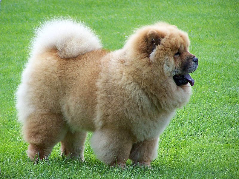 Chow chow molto peloso in piedi sull'erba.