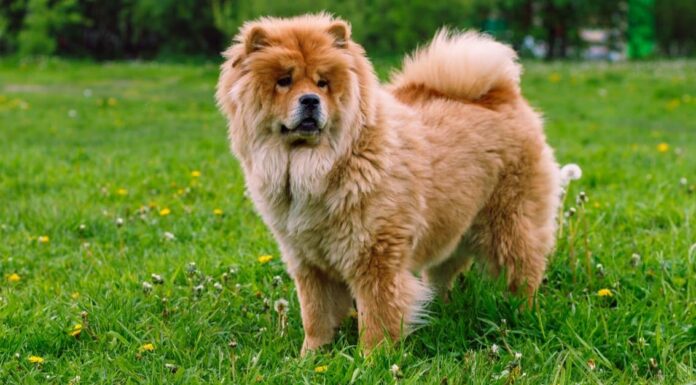 Chow chow standing outside in the snow