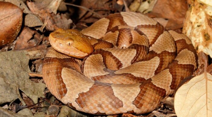 21 serpenti in Pennsylvania
