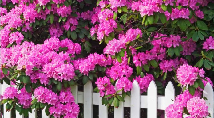 Rhododendron vs Azalea