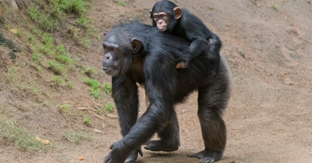 Durata della vita dello scimpanzé - Bambino di scimpanzé sulla schiena della madre 