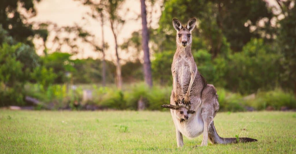 12 animali di Natale da tutto il mondo - canguro