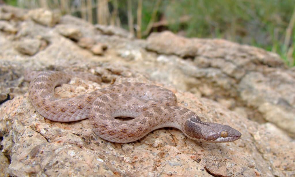 Il Texas Night Snake ha pupille verticali che gli consentono di vedere al buio quando sta cacciando.