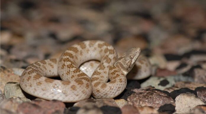 The body of the Texas Night Snake is light gray or tan with darker blotches spaced regularly along the back and a dark bar that runs behind each eye.
