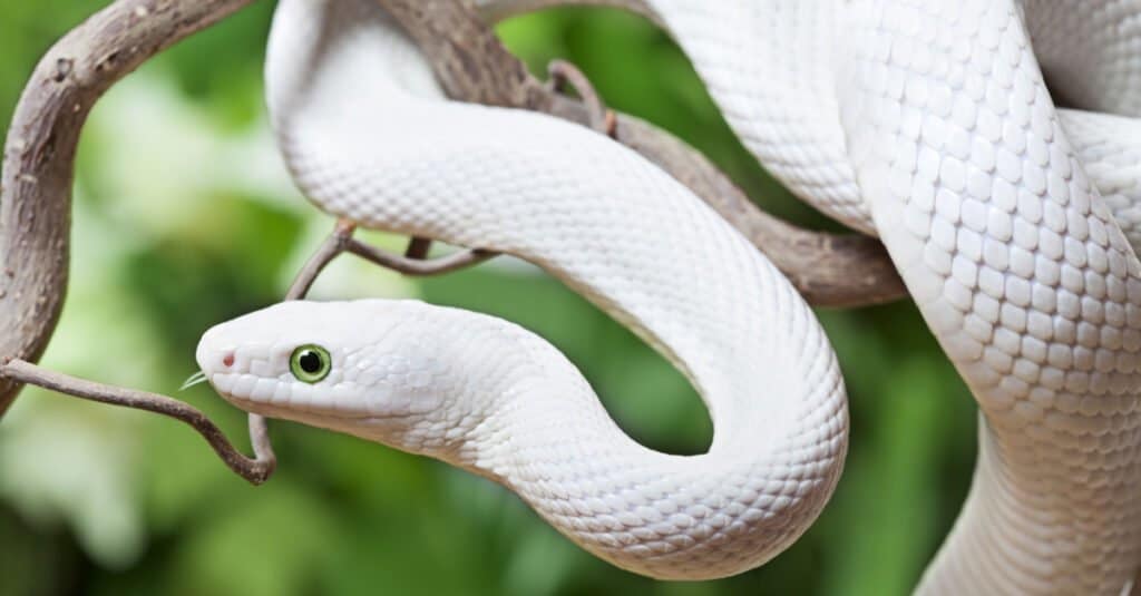 Il serpente ratto del Texas a volte si presenta come serpenti albini bianchi;  sono particolarmente popolari nel commercio di animali domestici ma piuttosto rari in natura.