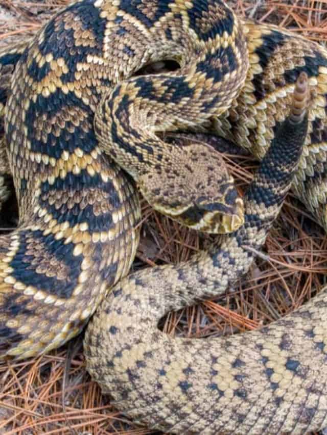 Scopri i 12 serpenti velenosi più grandi del mondo!  Immagine del manifesto