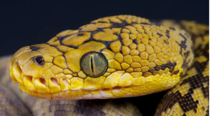 Timor python closeup