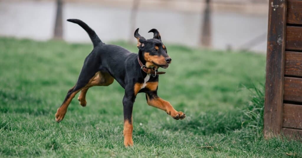 Cucciolo di segugio della Transilvania di razza pura che corre in un parco per cani.