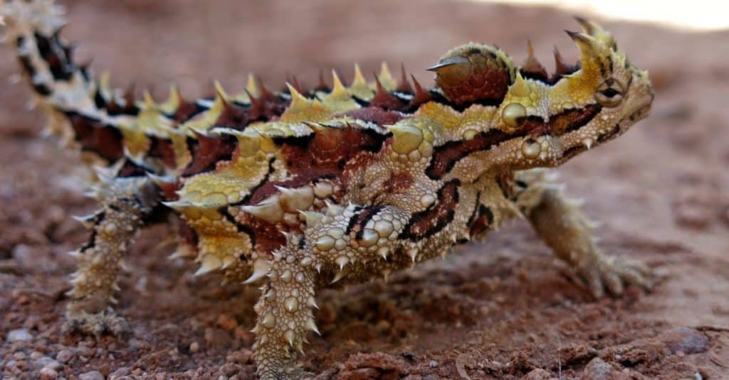 Diavolo spinoso, Australia