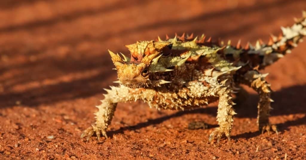 Thorny Devil nell'entroterra australiano, Territorio del Nord, Australia