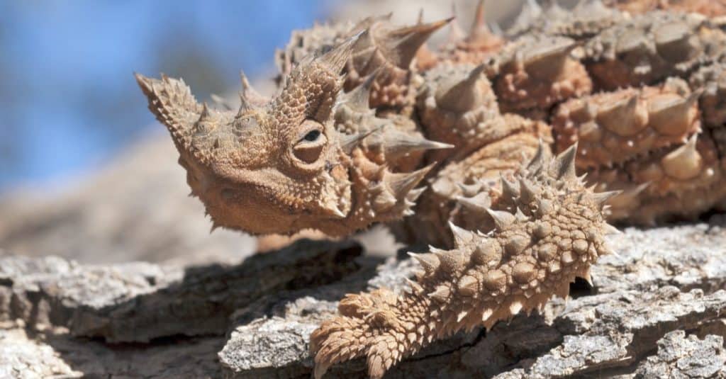 Lucertola spinosa australiana del diavolo su una roccia