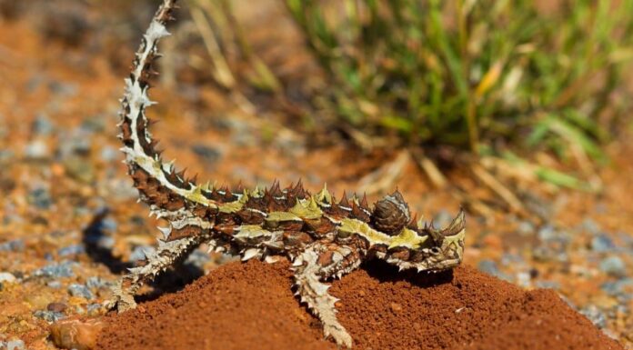 Thorny devil (Moloch horridus) reptile isolated on a white background