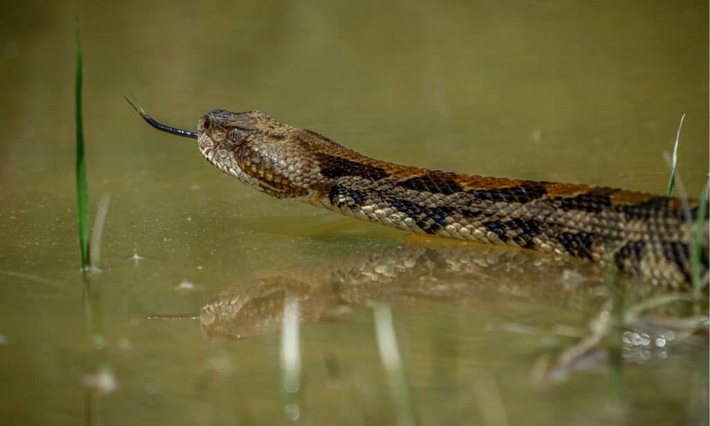 I serpenti a sonagli nuotano - Serpente a sonagli nell'acqua