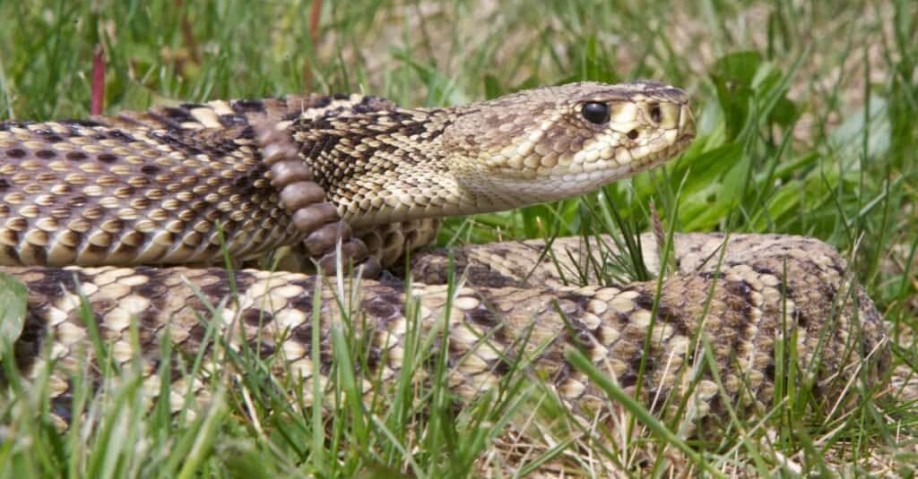 serpente a sonagli diamondback orientale raggomitolato nell'erba