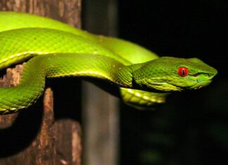 Vipera arborea (Vipera di bambù)
