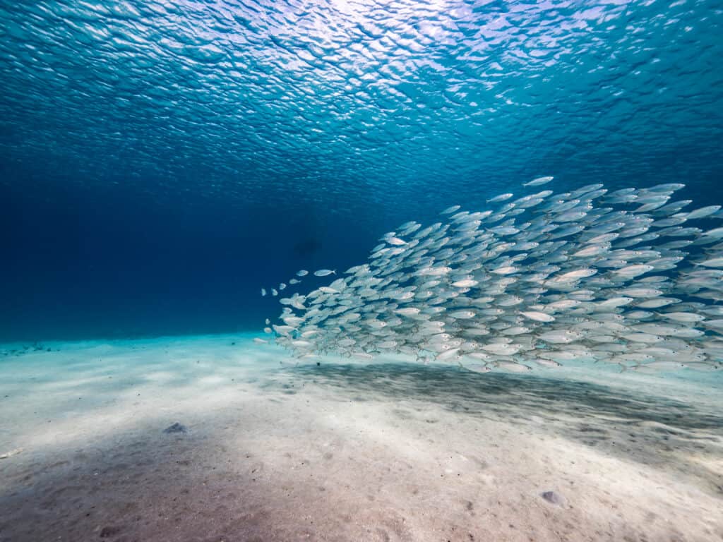 Bait ball/scuola di pesce in acque poco profonde della barriera corallina nel Mar dei Caraibi.
