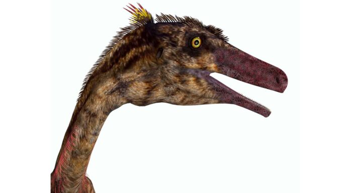 Troodon
