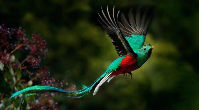 10 incredibili fatti su Quetzal
