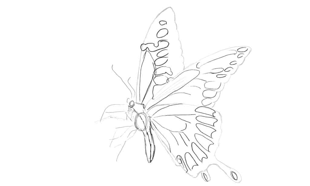 Le ali di farfalla sono complesse