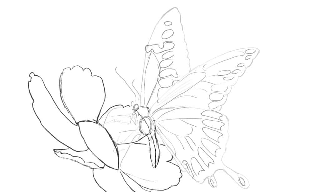 disegno a farfalla con fiore