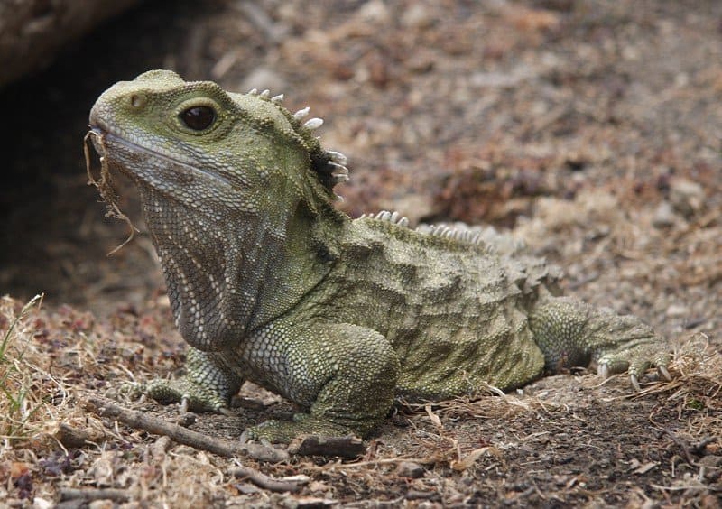 Tuatara a terra