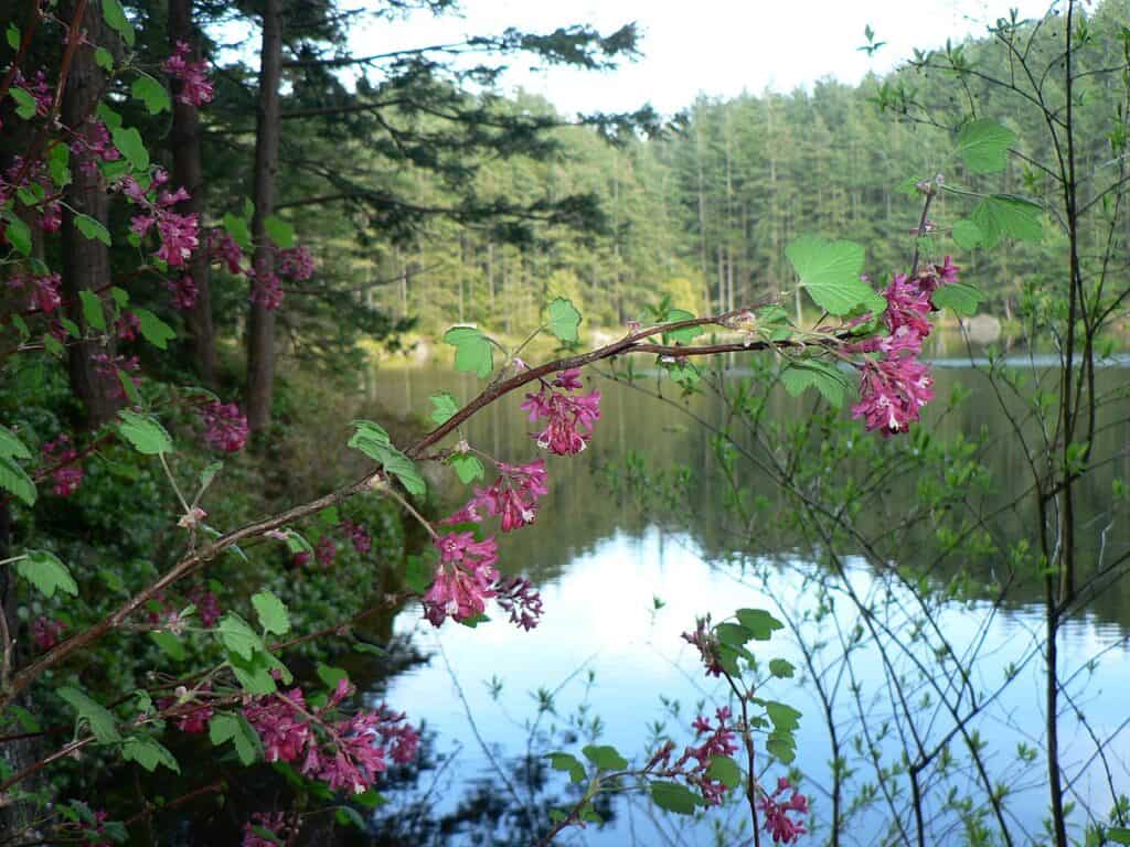 Piccolo Cranberry Lake Washington