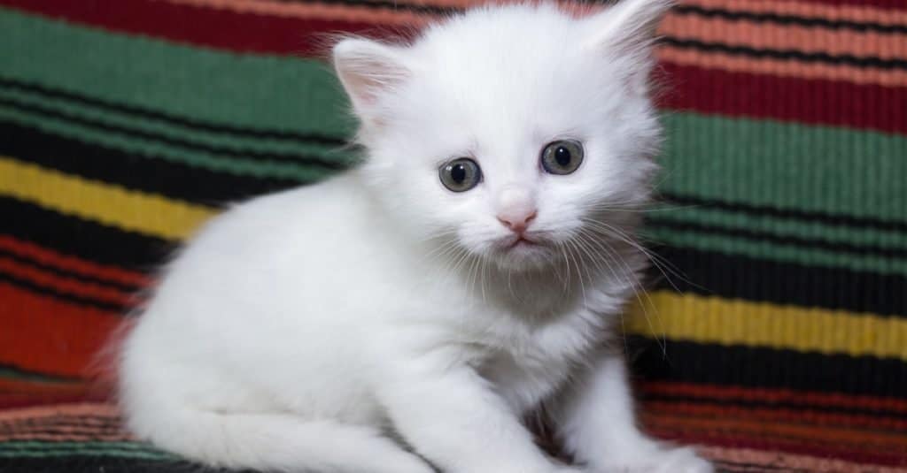 Gattino d'angora turco che gioca su un letto