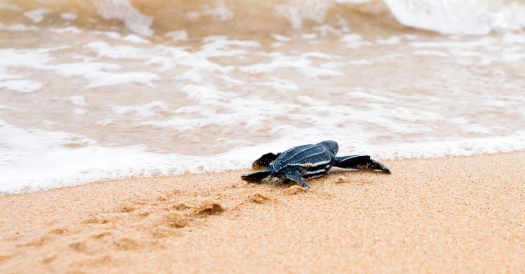 Piccola tartaruga liuto che va al surf