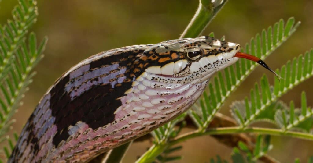 La testa del serpente Twig è allungata, con grandi occhi e pupille orizzontali.