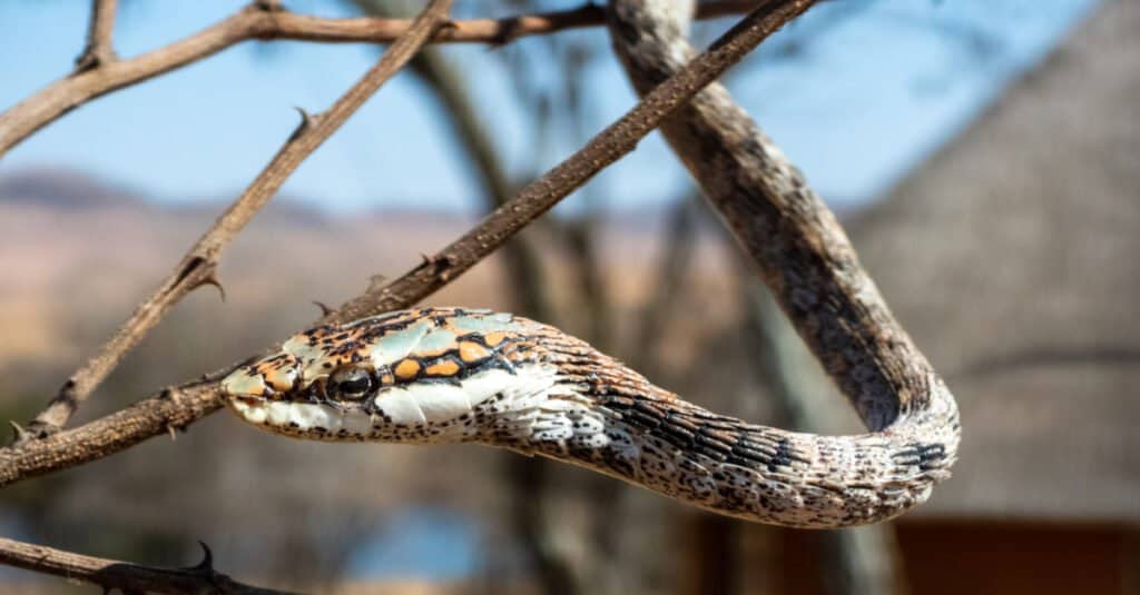 I serpenti ramoscello sono caratterizzati da corpi sottili e allungati, con code estremamente lunghe e una testa nettamente triangolare.