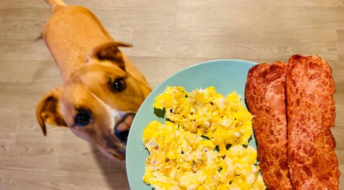 I cani possono mangiare la pancetta di tacchino?
