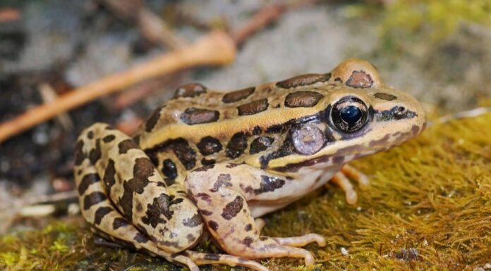 Pickerel Frog