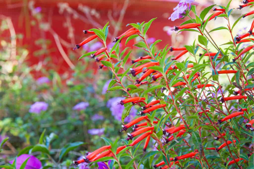 Fiori rossi di Cuphea ignea, fiore di sigaro, pianta di petardo o pianta di sigaro messicano..