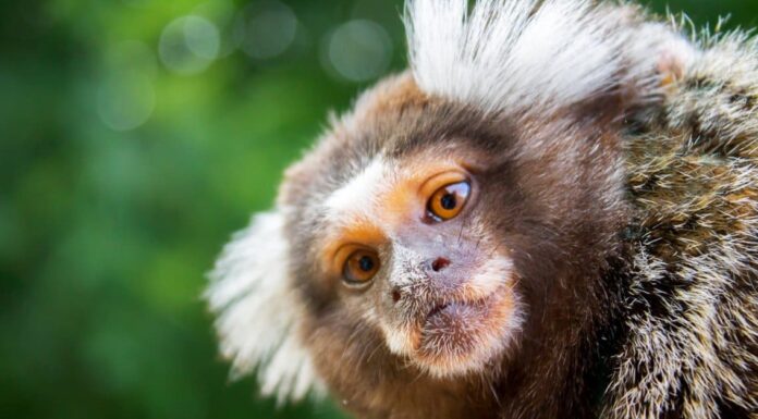 Scimmie birichine: le 6 scimmie più birichine del mondo
