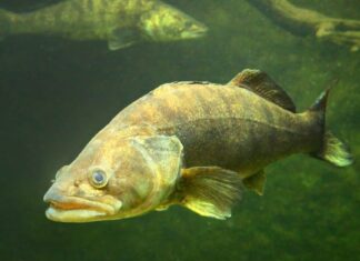 Scopri il più grande branzino bianco mai catturato nel fiume Mississippi
