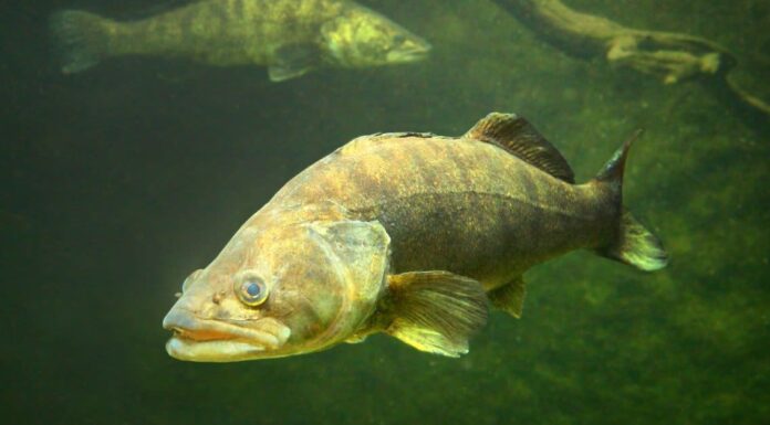 Scopri il più grande branzino bianco mai catturato nel fiume Mississippi
