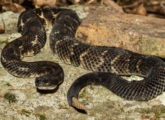 Scopri le uniche specie di serpenti a sonagli del Connecticut
