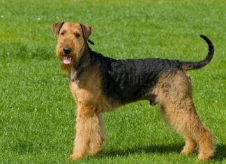 Welsh Terrier vs Airedale Terrier: spiegate le differenze chiave
