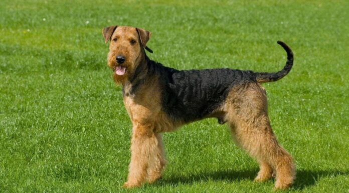 Welsh Terrier vs Airedale Terrier: spiegate le differenze chiave
