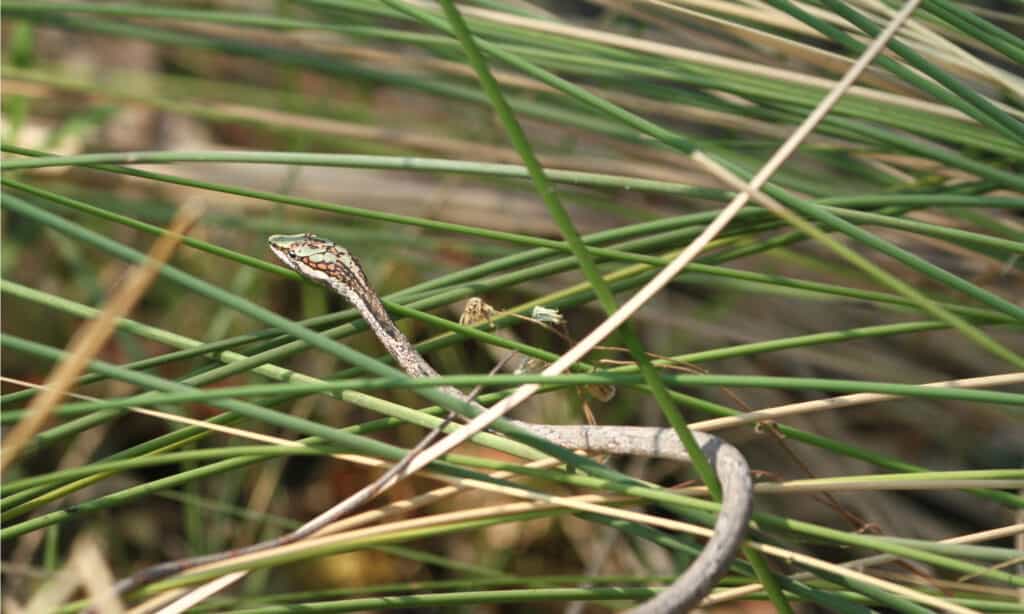 Serpente di vite nel delta dell'Okavango, Botswana.  La testa del serpente Vite è allungata, con grandi occhi e pupille orizzontali.