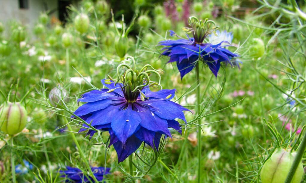 Nigella damascena