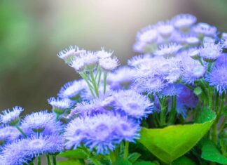 Floss Flower