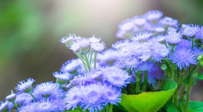 Floss Flower