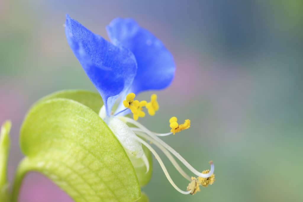 Dayflower asiatico