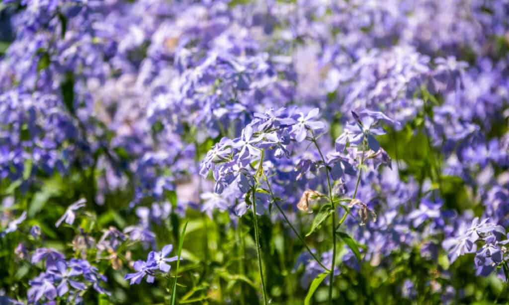 Phlox blu selvaggio