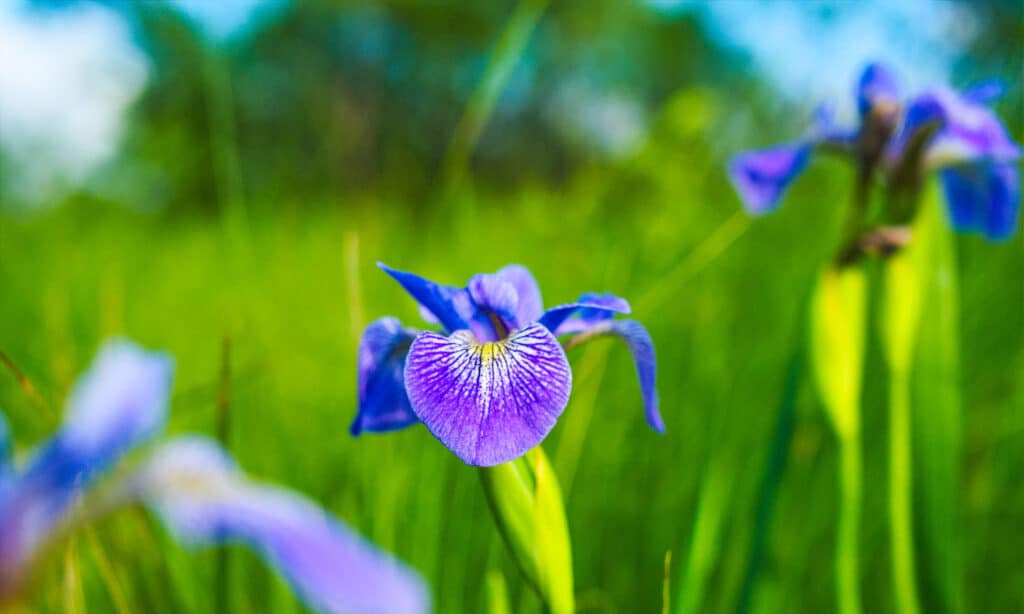 Iris Bandiera Blu Settentrionale